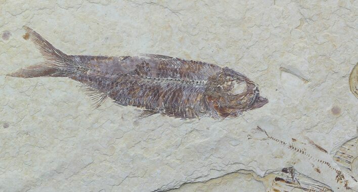 Detailed, Knightia Fossil Fish - Wyoming #57064